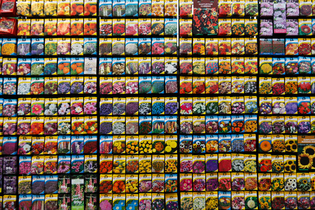flower-seeds-