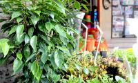 plants10.jpg