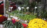 plants2.jpg
