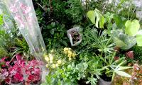 plants4.jpg