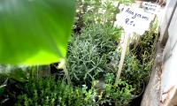 plants5.jpg