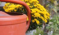 plants8.jpg