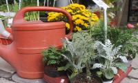plants9.jpg